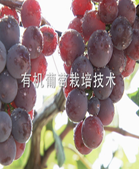 �ЙC�������༼�g(sh��)